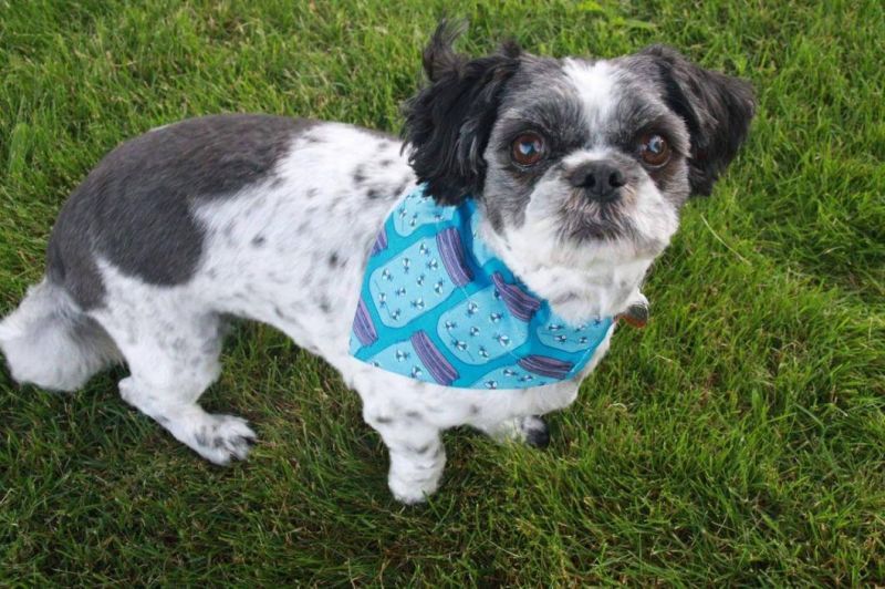 Premium Wholesale Polyester Cotton Breathable Popular Dog Bandana