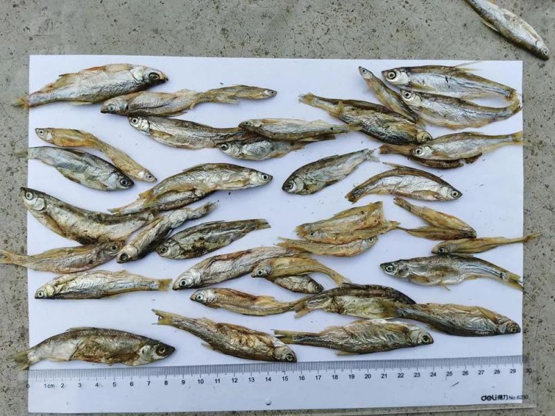 Pet Foods Chinese Dried River Fish 4-8cm