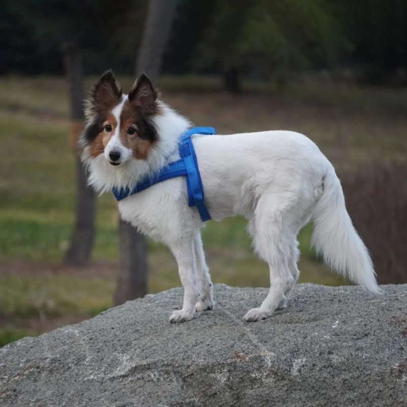 Padding Neoprene No Pull Dog Harness