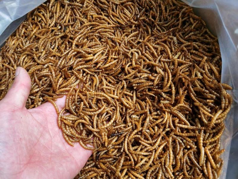 Dried Mealworms