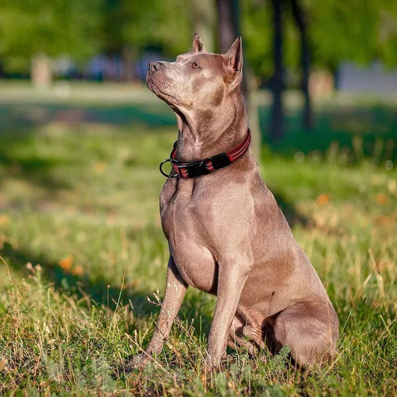 Heavy Duty O-Ring Soft Comfortable Neoprene Reflective Dog Collar, Nylon Adjustable Pet Neck Collar for Small, Medium, Large Dog
