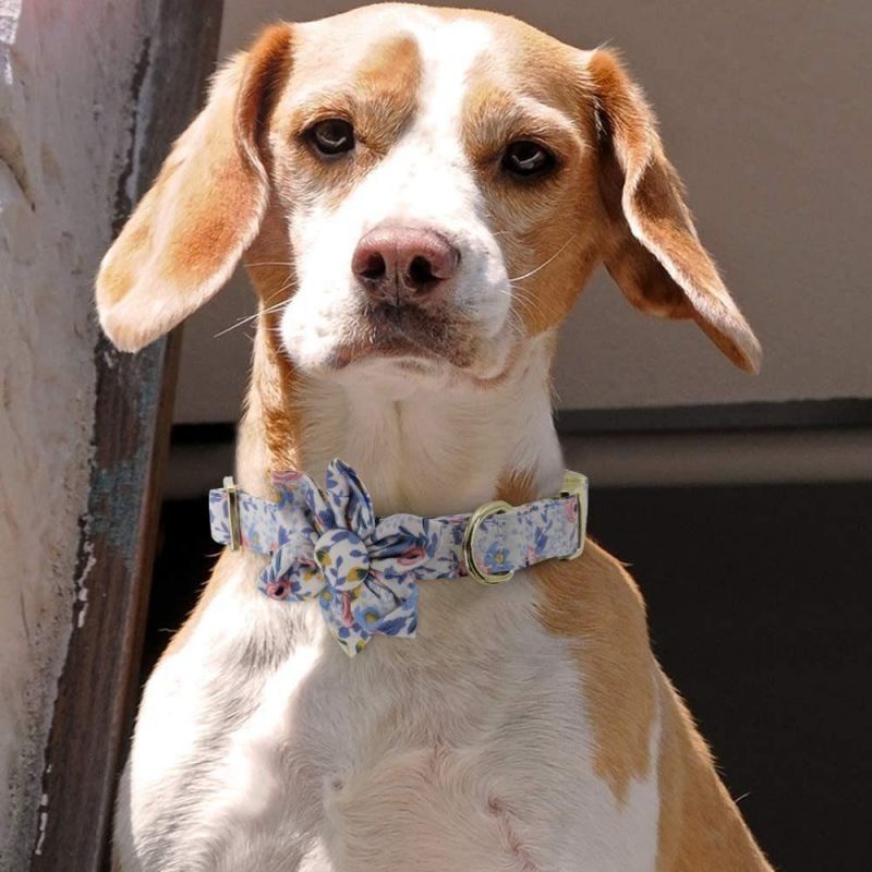 Floral Pattern Engraved Pet Collars with Personalized Gold Buckle