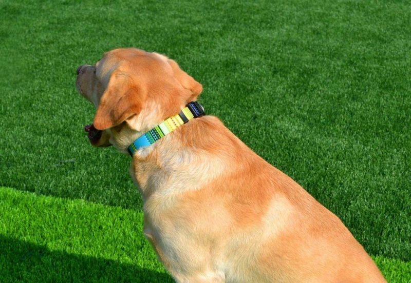 Easy to Clean Fashion Deisgn Custom Pattern Dog Collar