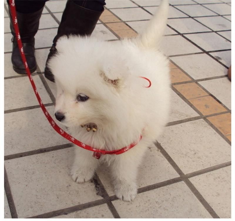 Custom Pet Rope Personalized Logo Reflective Nylon Dog Leash