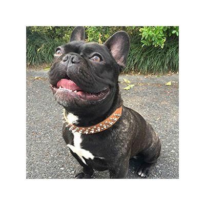 Collares PARA Perros Y Gatos Contains Double Canvas Rivets Pet Collar