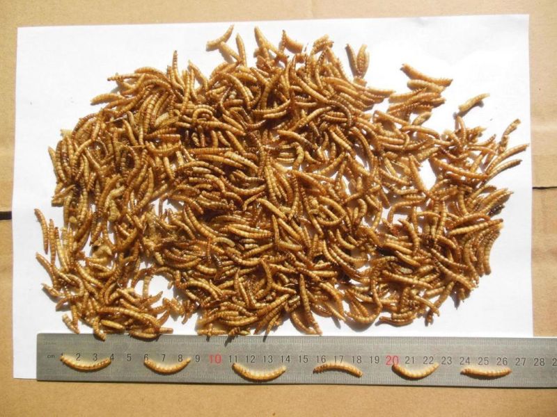 Dried Mealworms