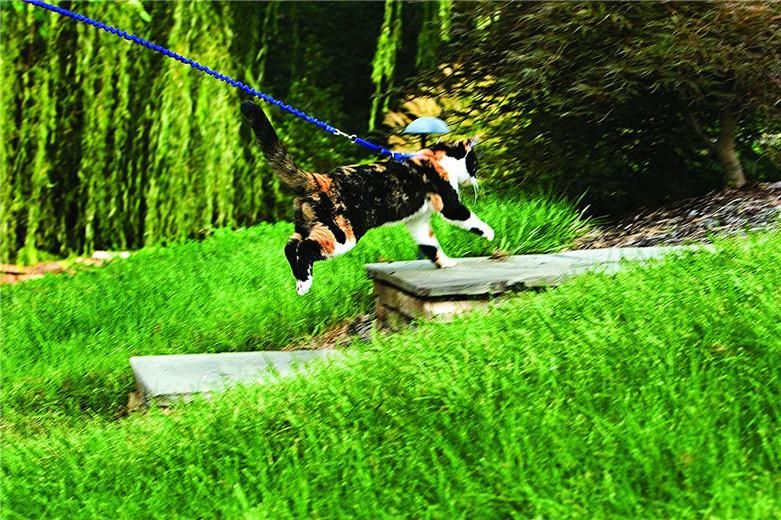 Comfortable Control Easy Walk Harness Cat Collars with Flexible Bungee Leash