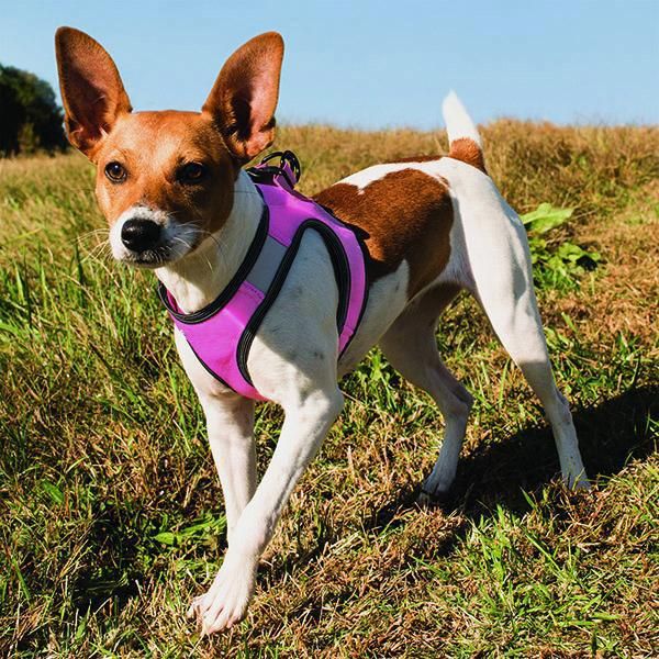 Hot Sale High Quality Light Soft Step in Air Mesh Liberty Puppy Dog Harness