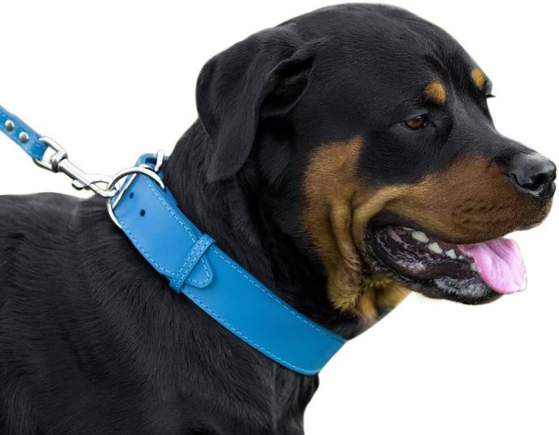 Genuine Leather Dog Collar Puppy Collar