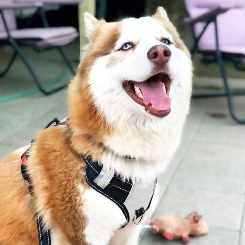 Waterproof Reflective Dog Harness with Strong Handle