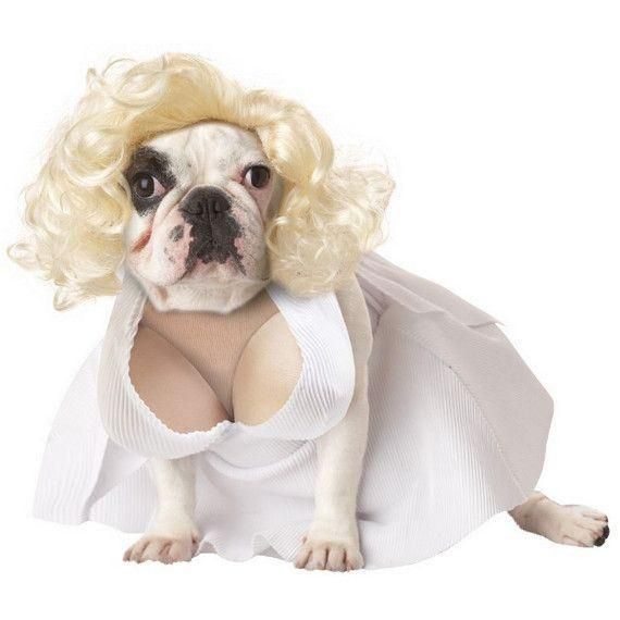 Hot Sale Wacky Design Cosplay Dog Dress Pet Clothes Cute Design