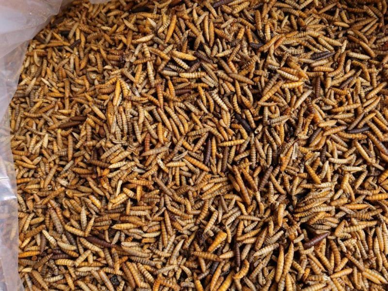 Dried Black Soldier Larvae Worms (BSFL)