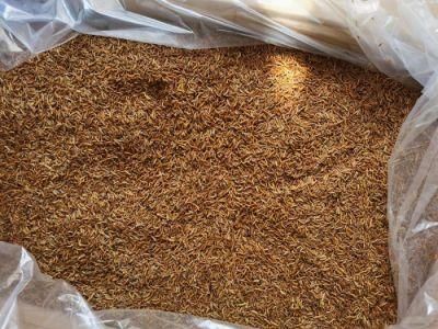 High Protein Dried Maggots for Pet Food