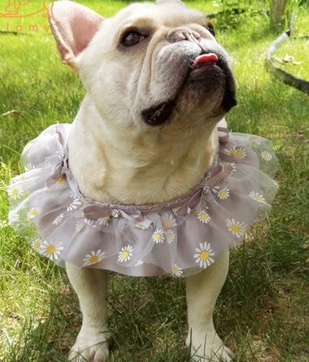 Supplier Wholesale Summer Birthday Daisy Printed Flower Colorful Gauze Custom Dog Bandana with Logo