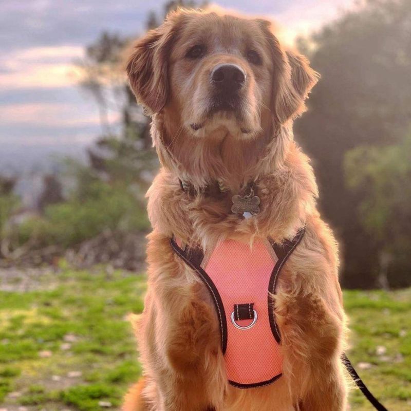 Pet Reflective Oxford Soft Vest Dog Harness