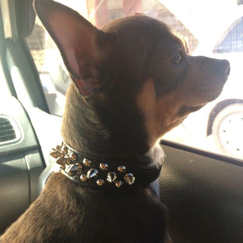 Fashion Cute Collar PARA Gato Luxury Zinc Alloy Rivets Collars for Labrador Chow Chow Samoyed