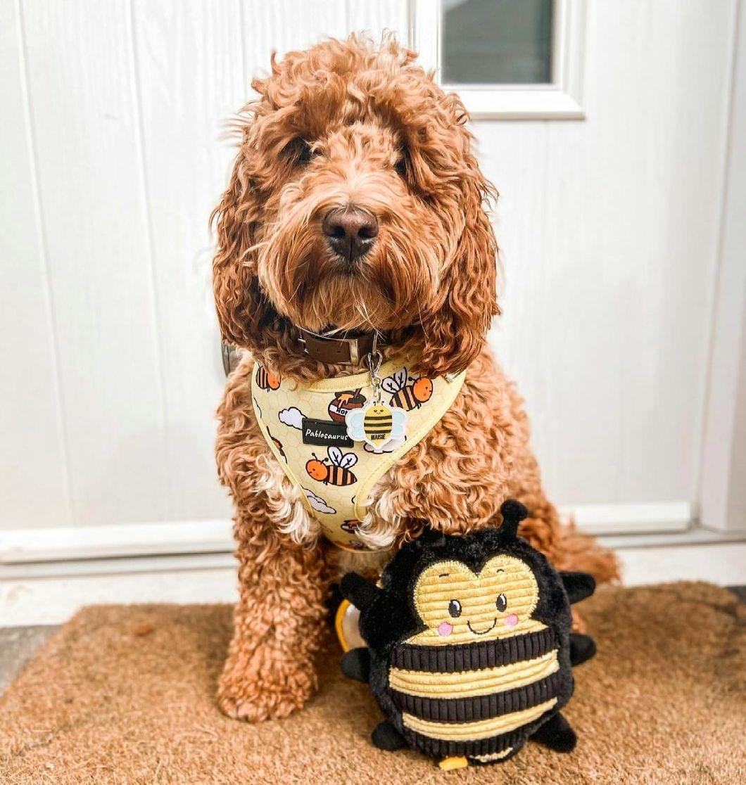 Customized Design&Logo Whole Sets Dog Harnesses