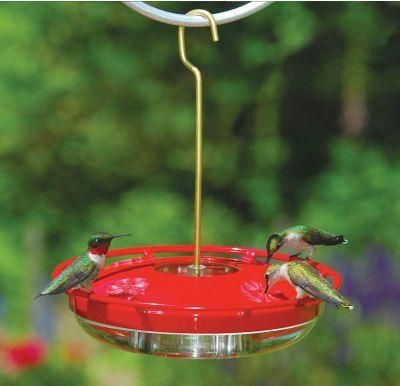Hanging Hummingbird Bird Water Feeder