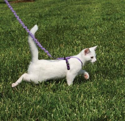Cat Harness and Leash Escape-Proof Kitten Harness with Stretchy Bungee Leash