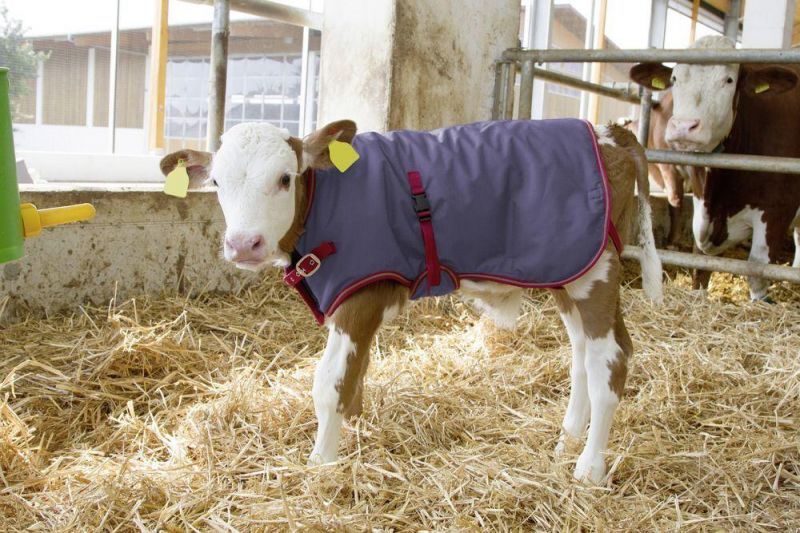 Calf Jackets Waterproof Breathable Warming