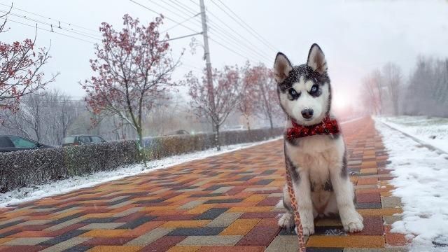 Amazon Hot Sale Pet Accessories, Breathable Christmas Pet Collar Small Medium Bow Dog Collar//