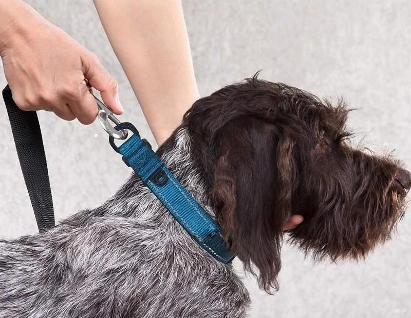 Neoprene Padded Comfortable Reflective Adjustable Nylon Dog Collar and Leash