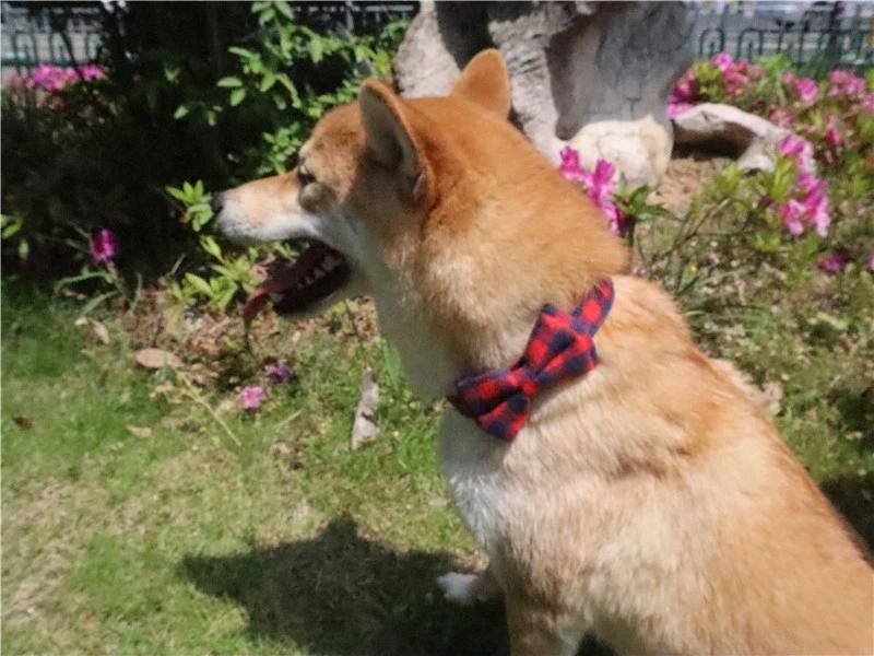 New Halloween Cute Fabric, Quick Release Buckle Light Weigh Bow Pet Collar//
