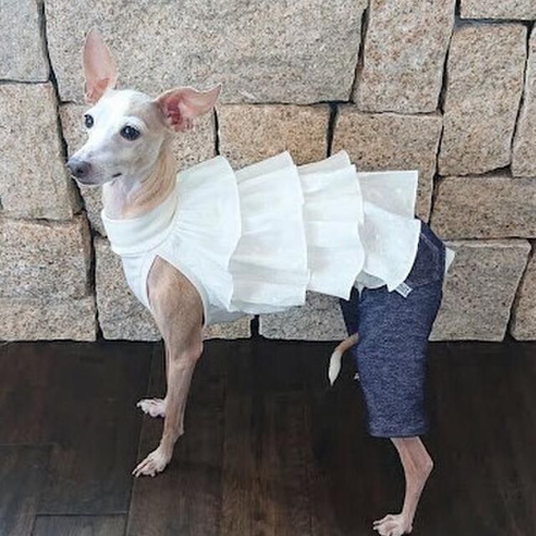 Summer New Style Pet Clothing Fashion Pet Skirt White Strap Shutter Skirt