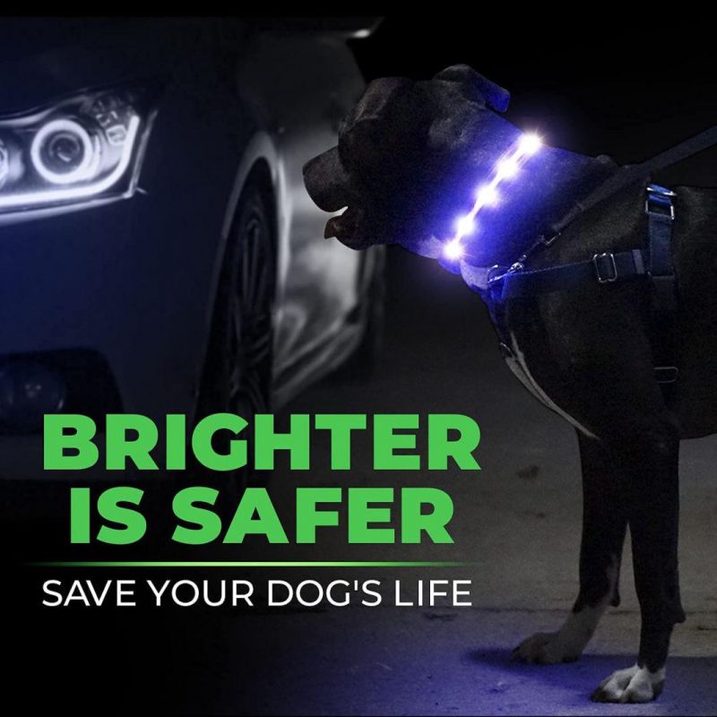 LED Dog Collar-USB Rechargeable with Water Resistant Flashing Light-Xs/S/M/L Size Black