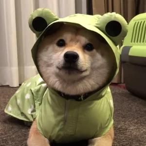 Wholesale Chic Windproof Dog Raincoat Waterproof Jackets