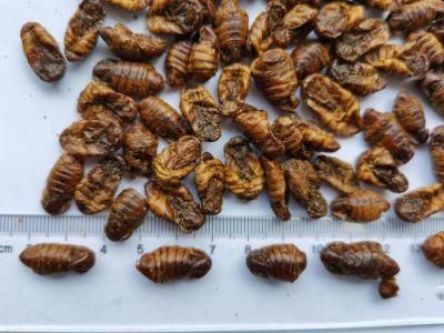 Wholesale Hot Sell High Protein Dried Silkworm Pupae