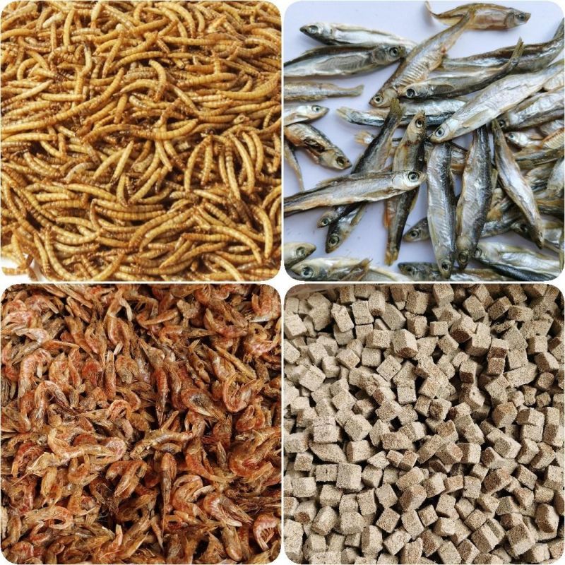 Dried Maggots for Birds and Aquarium Fish Feed