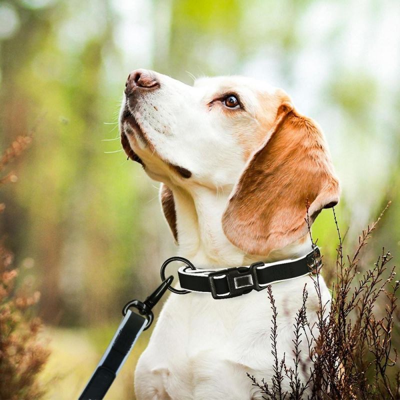 Manufacturer Factory Rubber-Coated Webbing Waterproof Dirt-Proof Dog Collar&Leash