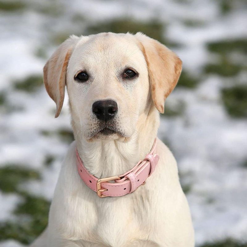 Adjustable Soft Breathable Leather Padded Puppy Collar with Alloy Buckle