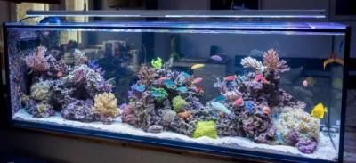 High Quality Fish Aquaria Tank with Acrylic Board