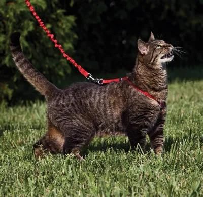 Adjustable Cat Harness Lead Cat Harness Leash Set Best for Walking