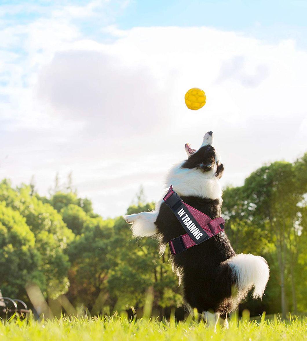 Classical Cool and Soft Control Summer Using Dog Harness with Training Handle for Small Medium Large Dogs