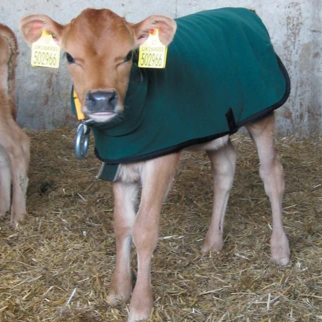 Premature Fleece Calf Coat