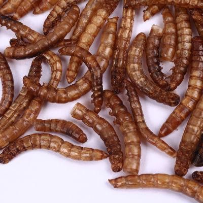 High Efficiency Microwave Dryer Machine for Yellow Mealworms Drying Pet Food