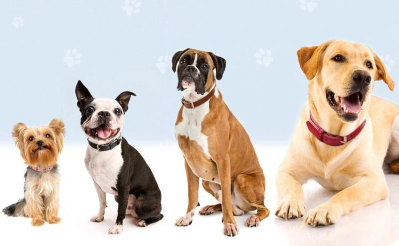 Heavy Duty Waterproof Classic Leather Dog Pet Collar