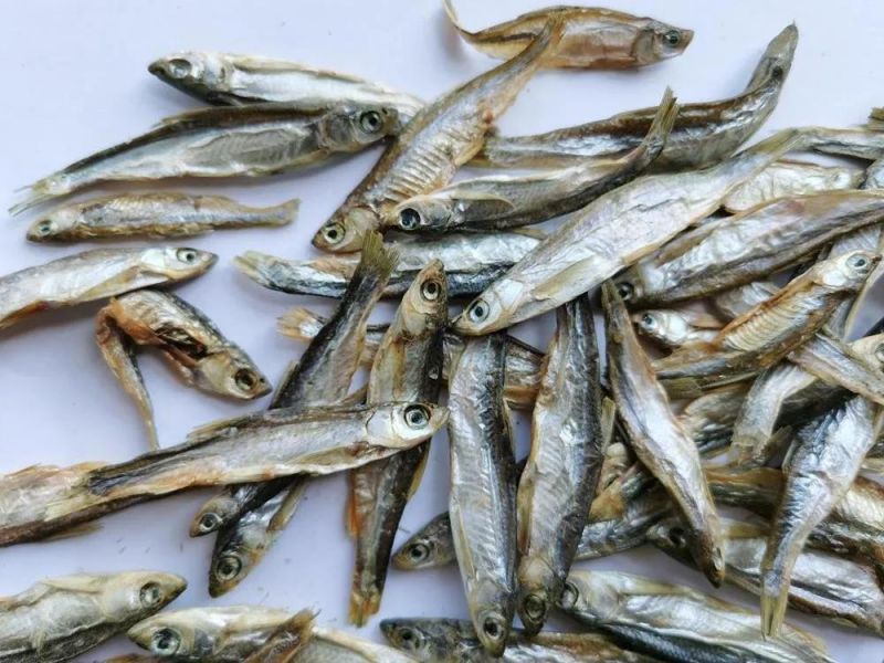 Sun Dried Small Fish for Pet Food