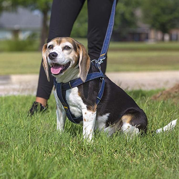 Custom Dog Harness Dog Sex Dog Pet Harness