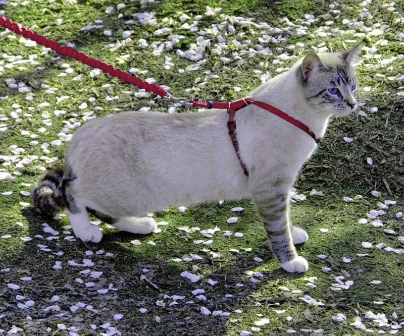 Adjustable Cat Harness Lead Cat Harness Leash Set Best for Walking