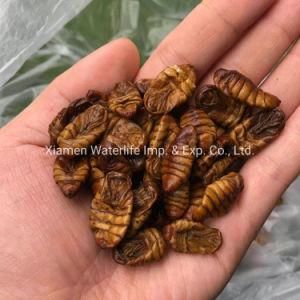 Silkworm Pupae