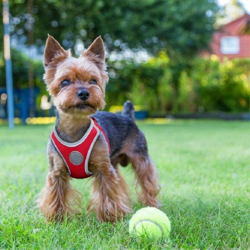 Comfortable Adjustable Pet Vest Harnesses for Walking