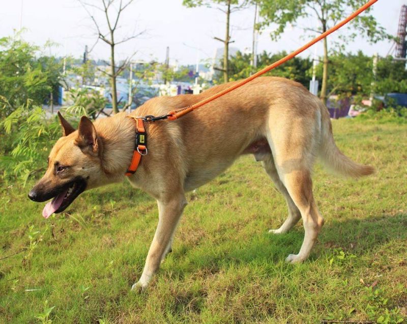 Braided Dog Rope Pet Leash Dog Traction Rope Leashes