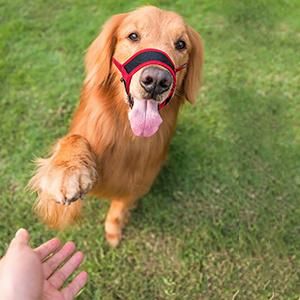 Anti-Biting Barking Secure Dog Muzzle Mesh Breathable Adjustable Strap Dog Mouth Cover Dog Muzzle for Ready to Send