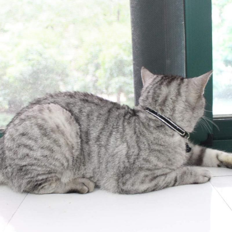 Beautiful Bling Rhinestones Cat Collar with Soft Velvet