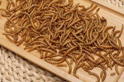 Dried Mealworms for Wild Birds/Fish/Pets/Chicken Feed