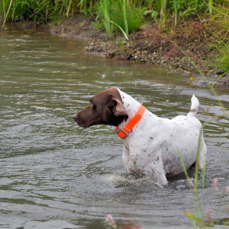 Orange 1-Inch by 22-Inch Waterproof Dog Collar